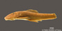 Corymbophanes andersoni FMNH 52675 holo lat